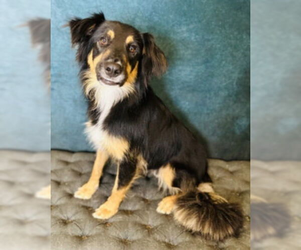Medium Photo #2 Collie-Unknown Mix Puppy For Sale in Woodbury, NY, USA