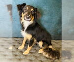 Small #1 Collie Mix
