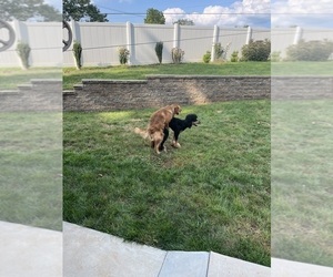 Father of the Goldendoodle puppies born on 09/24/2025