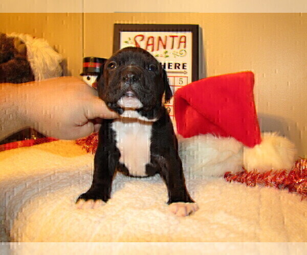 Medium Photo #3 American Bully Puppy For Sale in MOTLEY, MN, USA