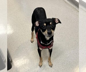 Chihuahua-Unknown Mix Dogs for adoption in Rohnert Park, CA, USA