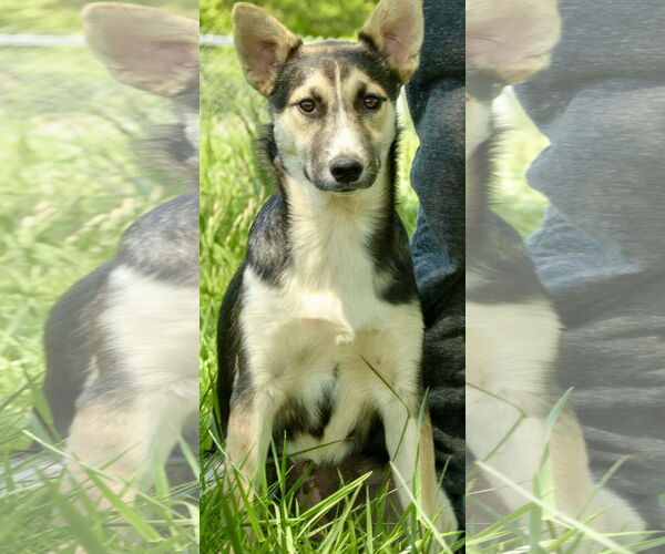 Medium Photo #5 Siberian Husky-Unknown Mix Puppy For Sale in Okolona, MS, USA