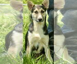 Small #4 Siberian Husky Mix