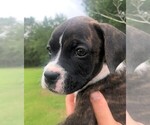 Small Photo #4 Boxer Puppy For Sale in CHESTERFIELD, SC, USA