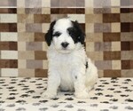 Small Photo #3 Bernedoodle (Miniature) Puppy For Sale in DENVER, PA, USA