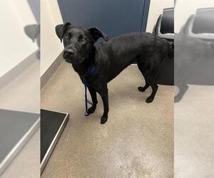 Labrador Retriever-Unknown Mix Dogs for adoption in HESPERIA, CA, USA