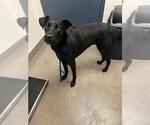 Small Labrador Retriever Mix