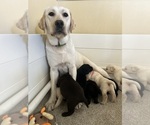 Small #21 Labrador Retriever