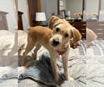 Small Photo #2 Labradoodle Puppy For Sale in St. Louis Park, MN, USA