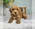 Small #4 Goldendoodle (Miniature)