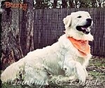 Small Photo #1 Golden Retriever Puppy For Sale in BROWNSTOWN, MI, USA