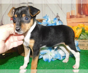 Miniature Pinscher Puppy for Sale in HAMMOND, Indiana USA