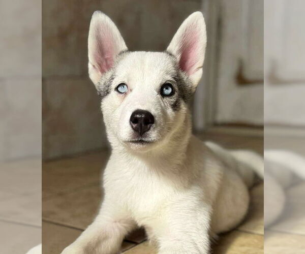 Medium Photo #1 Siberian Husky Puppy For Sale in Matawan, NJ, USA