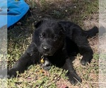 Puppy Yellow Female German Shepherd Dog
