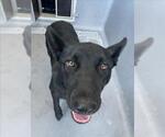 Small German Shepherd Dog