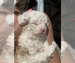 Small Photo #13 Poodle (Toy) Puppy For Sale in MURRIETA, CA, USA