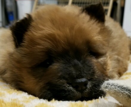 Medium Photo #1 Chow Chow Puppy For Sale in BELVILLE, NC, USA