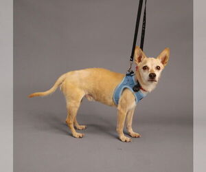 Rat-Cha Dogs for adoption in Princeton, MN, USA