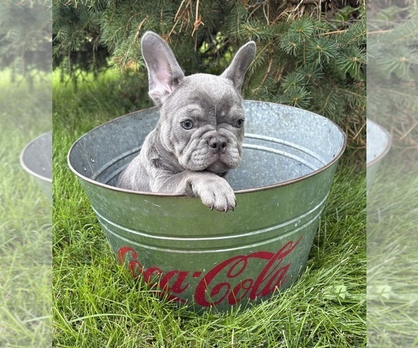 Medium Photo #3 French Bulldog Puppy For Sale in MIDDLEBURY, IN, USA