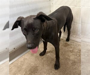 Mutt Dogs for adoption in San Bernardino, CA, USA