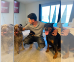 Small #4 Doberman Pinscher