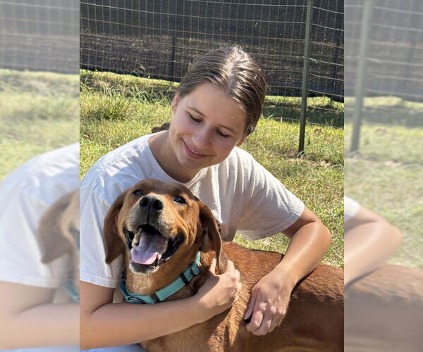 Medium Photo #7 Golden Retriever-Unknown Mix Puppy For Sale in Rustburg, VA, USA