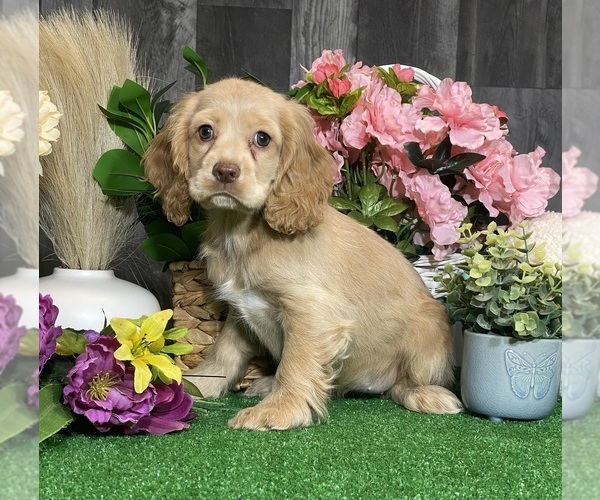 Medium Photo #4 Cocker Spaniel Puppy For Sale in CANOGA, NY, USA