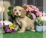 Small #3 Cocker Spaniel