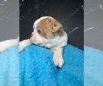 Small #7 Boston Terrier