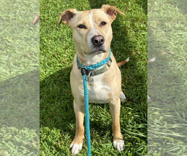 Medium Photo #3 Labrador Retriever-Unknown Mix Puppy For Sale in Rockaway, NJ, USA