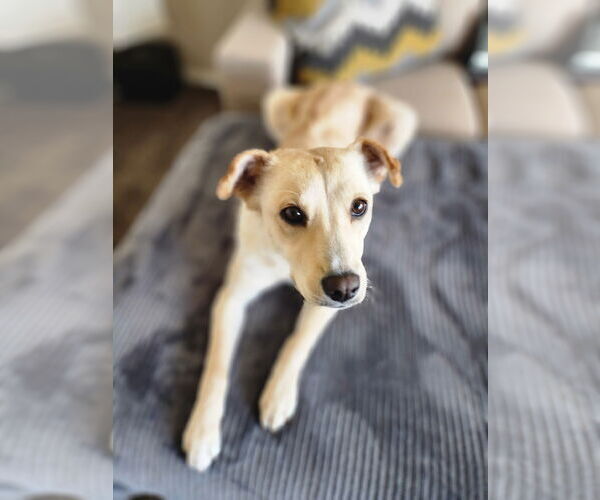 Medium Photo #1 Collie-Unknown Mix Puppy For Sale in Sandy, UT, USA