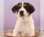 Small Photo #4 Great Pyrenees-Saint Bernard Mix Puppy For Sale in Sheridan, CO, USA