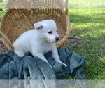 Small #4 German Shepherd Dog