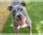 Small #1 American Staffordshire Terrier Mix