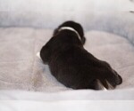 Small Photo #3 Welsh Cardigan Corgi Puppy For Sale in SUN PRAIRIE, WI, USA