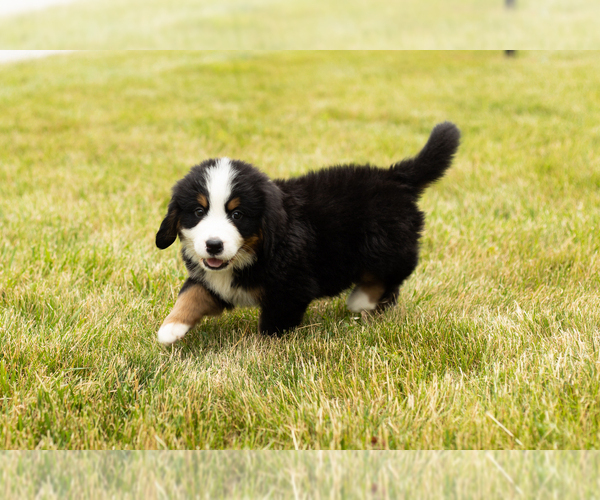Medium Photo #7 Bernese Mountain Dog Puppy For Sale in SHIPSHEWANA, IN, USA