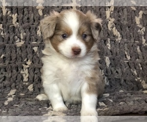 Miniature Australian Shepherd Puppy for sale in GOLDSTON, NC, USA