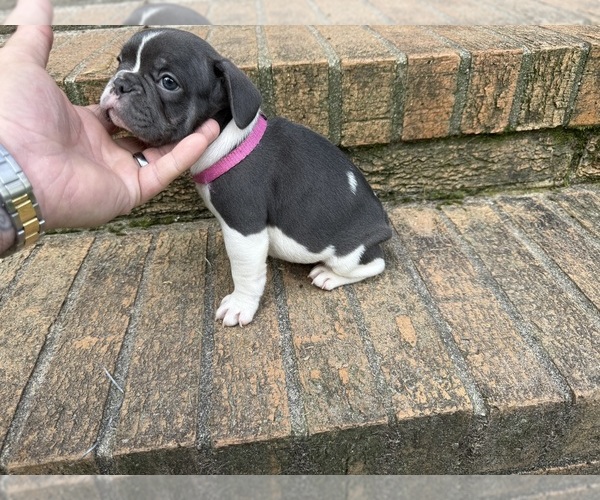 Medium Photo #2 French Bulldog Puppy For Sale in MACON, GA, USA