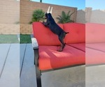 Small Photo #8 Doberman Pinscher Puppy For Sale in PALMDALE, CA, USA