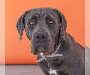 Mastiff Dogs for adoption in Pasadena, CA, USA