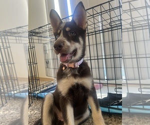 Alaskan Husky-German Shepherd Dog Mix Puppy for sale in GRESHAM, OR, USA