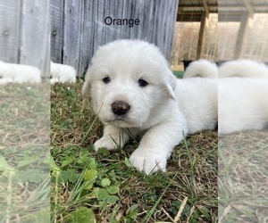 Great Pyrenees Puppy for Sale in GATE CITY, Virginia USA