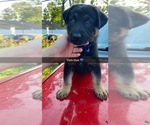 Puppy 2 German Shepherd Dog