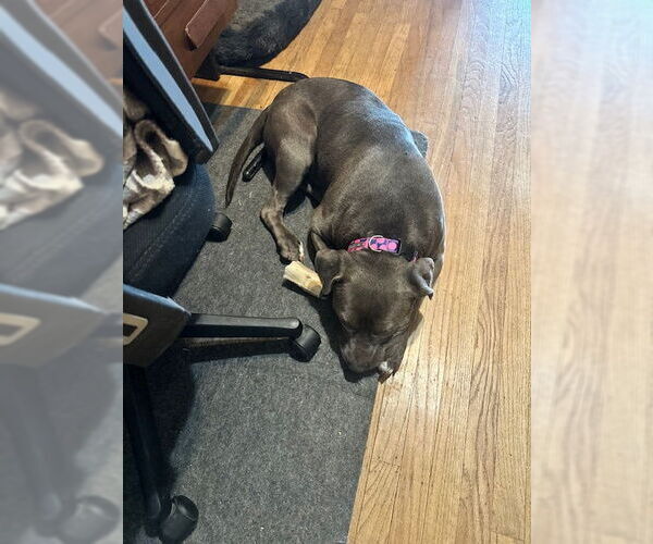Medium Photo #2 American Pit Bull Terrier-Unknown Mix Puppy For Sale in SACRAMENTO, CA, USA