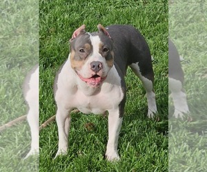 Mother of the American Bully puppies born on 02/06/2024