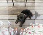 Small Photo #30 Saint Berdoodle Puppy For Sale in DINWIDDIE, VA, USA