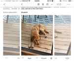 Small Photo #3 Golden Retriever-Greyhound Mix Puppy For Sale in Middlesex, VT, USA