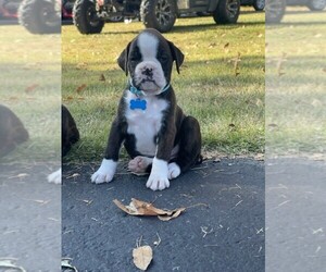 Boxer Puppy for Sale in BREMEN, Kentucky USA