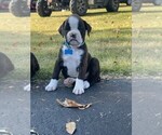 Small Photo #1 Boxer Puppy For Sale in BREMEN, KY, USA