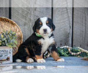 Medium Bernese Mountain Dog